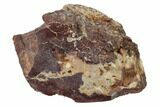 Polished Dinosaur Bone (Gembone) Section - Utah #151448-2